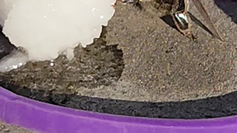 When a bee eats sugar