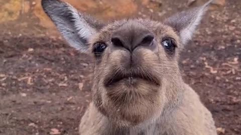 Kangaroo diaries only in Australia 🇦🇺