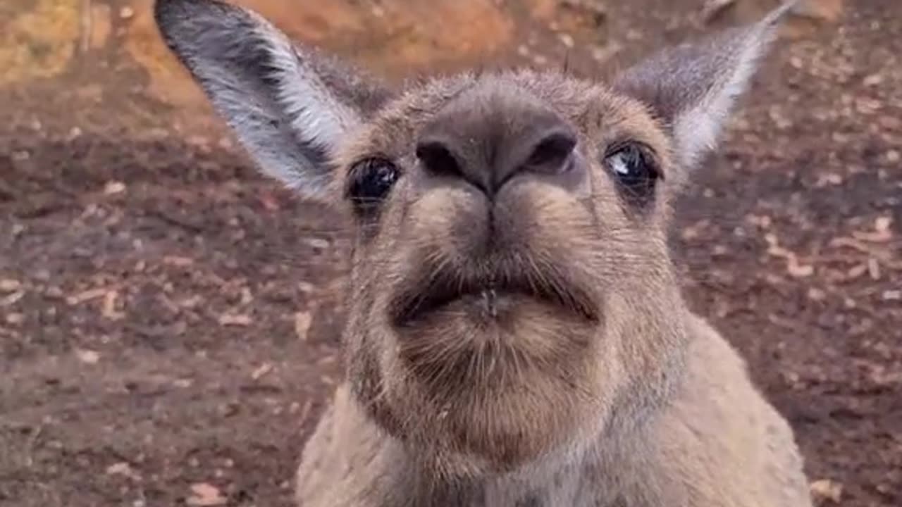 Kangaroo diaries only in Australia 🇦🇺