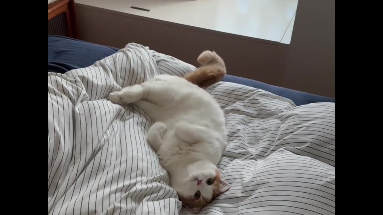 Beautiful kittens playing on the grass - Cat sounds, beautiful cat videos