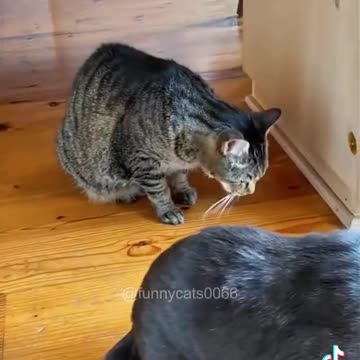 funny videos 🤣🤣