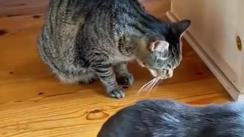 funny videos 🤣🤣