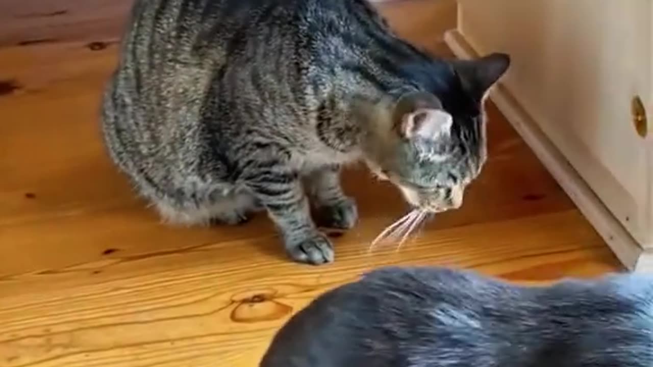 funny videos 🤣🤣