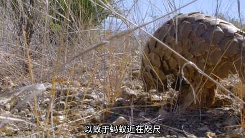 穿山甲被薮猫伏击，利用鳞甲抵御侵害 #穿山甲 #薮猫 #动物世界