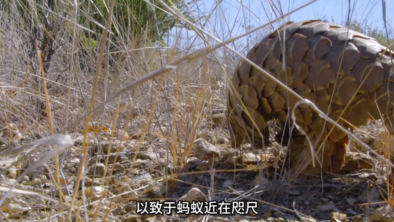 穿山甲被薮猫伏击,利用鳞甲抵御侵害 #穿山甲 #薮猫 #动物世界
