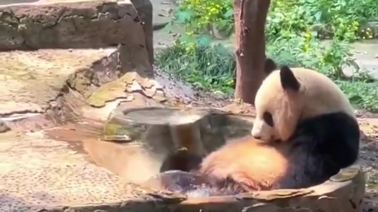 Why am i like this... 🐼😅