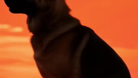 Rocky Heard Their Cries. What He Did Next Will Shock You
