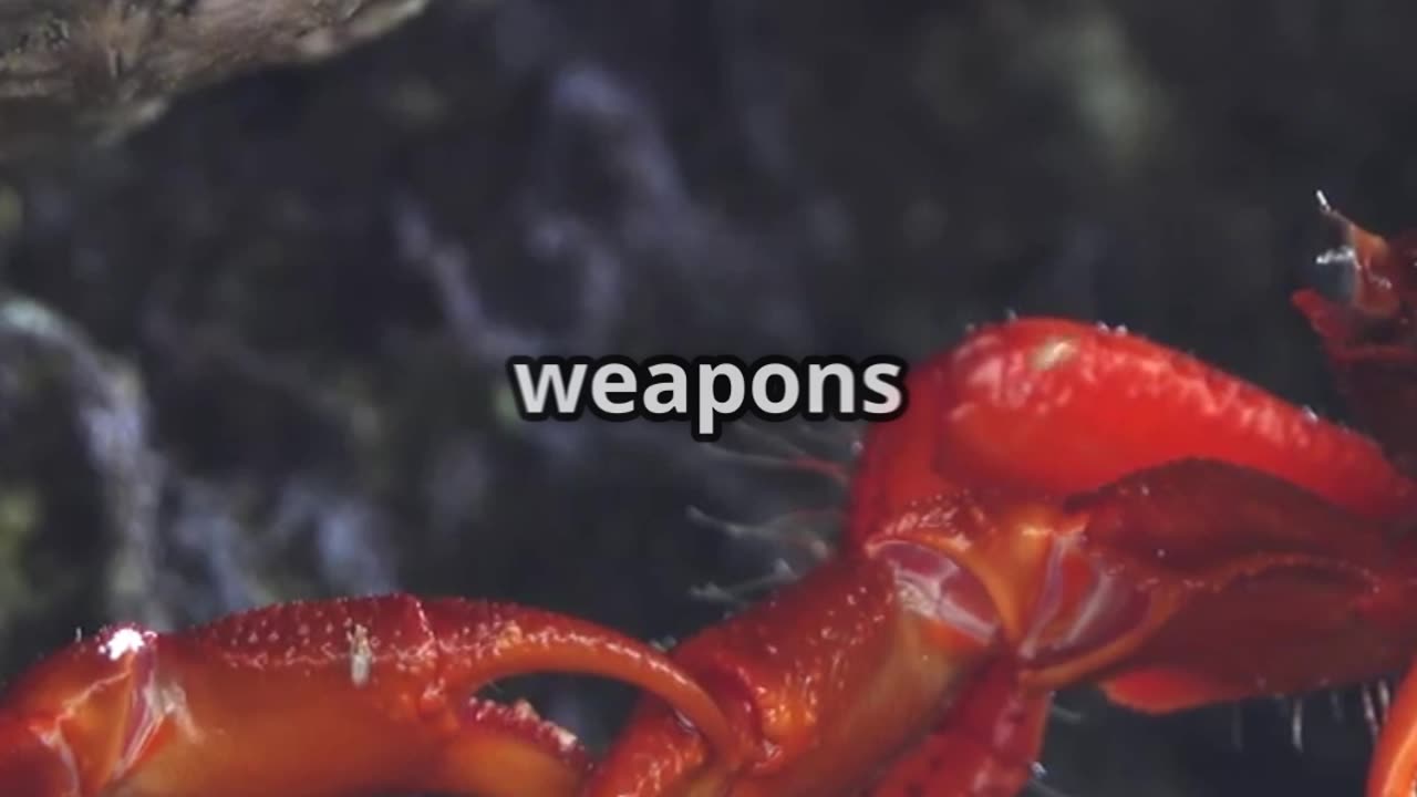 🦀⚔️ Crabs That Wield Sea Anemones as Weapons! 🤯🌊