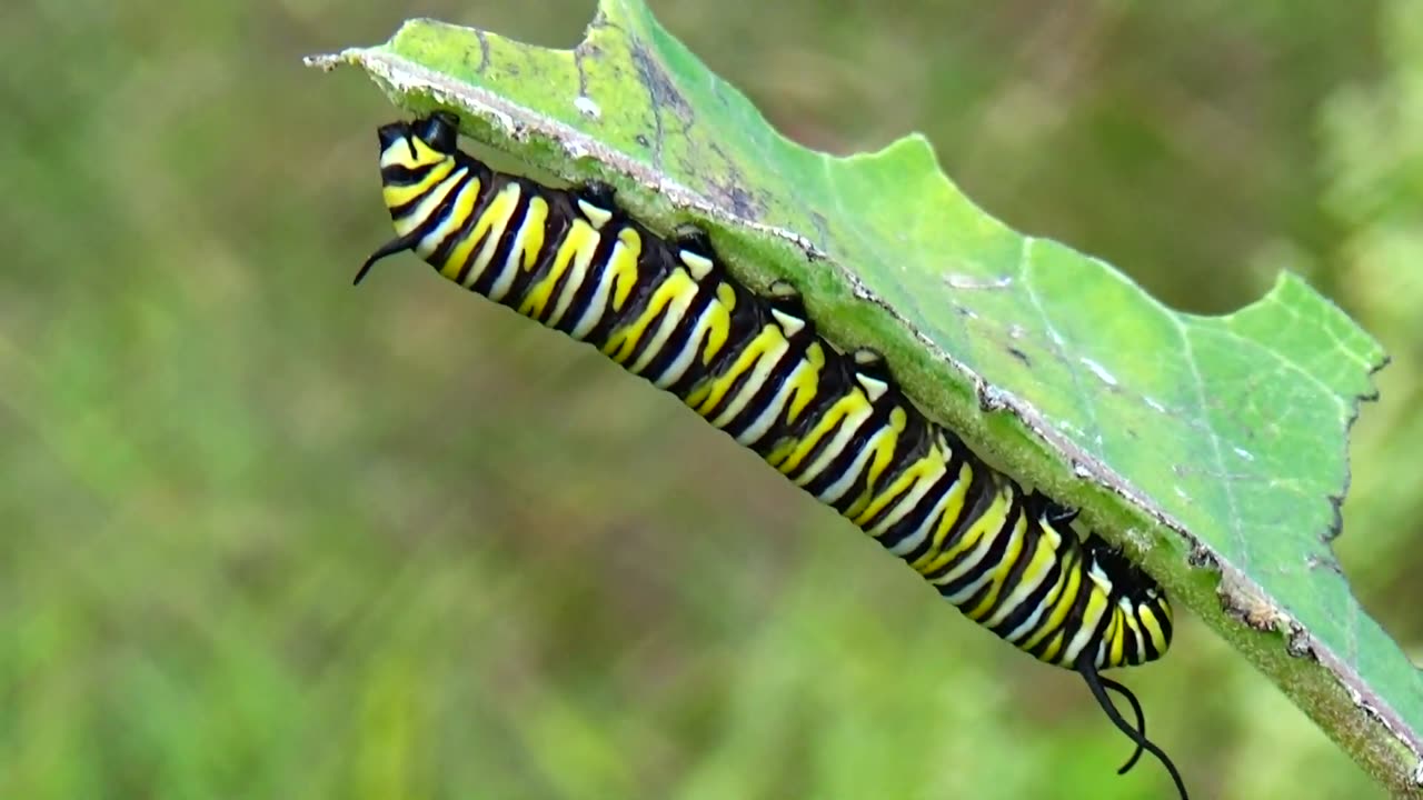 Monarch Butterfly Caterpillar