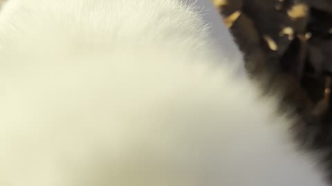 Cozy Bunny Cuddle Pile (3 Rabbits Snuggling)