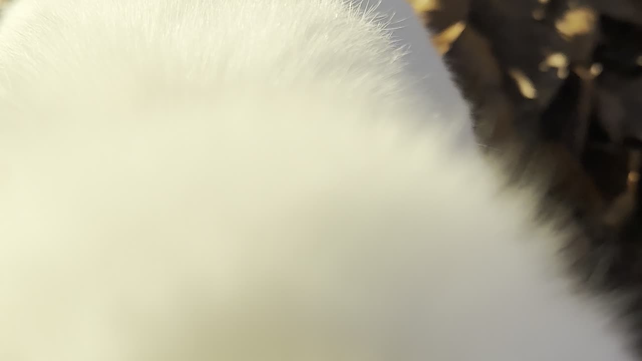 Cozy Bunny Cuddle Pile (3 Rabbits Snuggling)