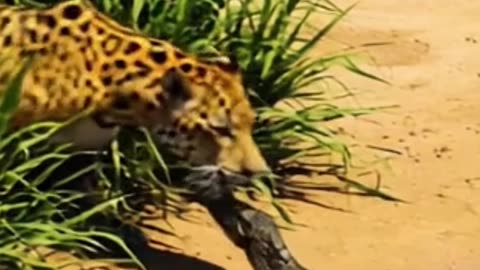 Jaguar vs Crocodile Survival Battle on the Amazon Riverbank.
