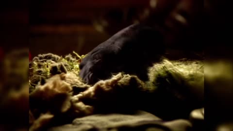 The North American house hippo. A favourite Canadian commercial from 1999.