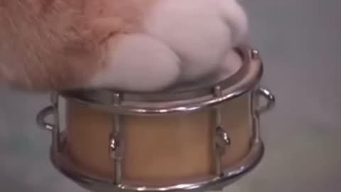 Keyboard cat