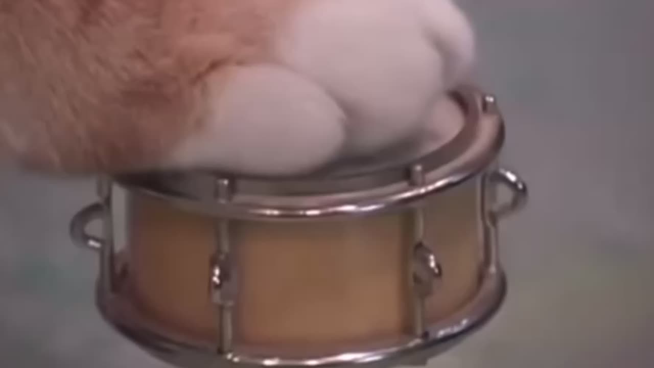 Keyboard cat