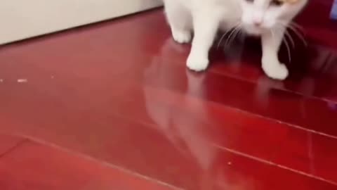 Alien Toy Encounter: Cat Reacts Like a Space Commander! 👽🐾