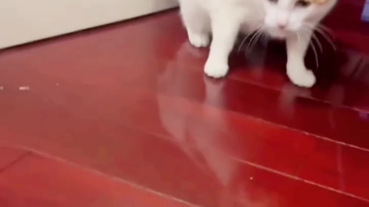 Alien Toy Encounter: Cat Reacts Like a Space Commander! 👽🐾