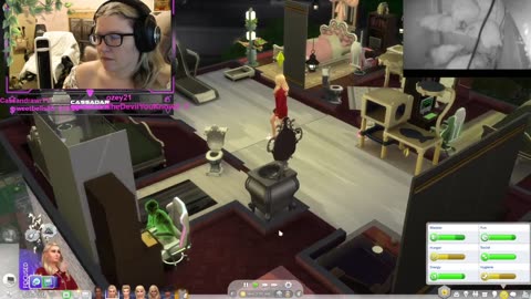 Chicken Live Stream