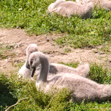 I love these babies 🤩.