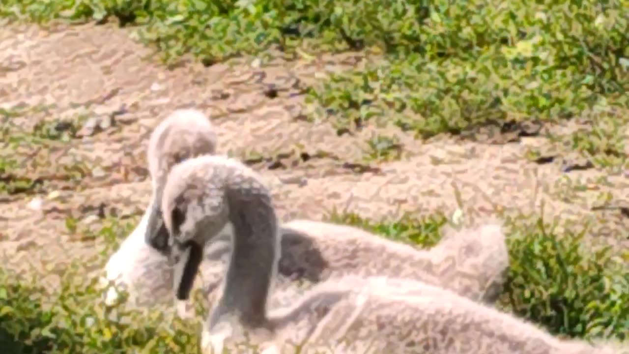 I love these babies 🤩.