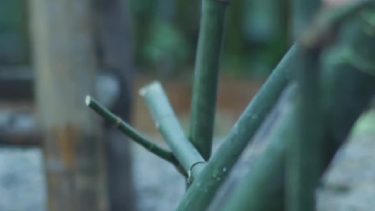 Making rice cakes from bamboo