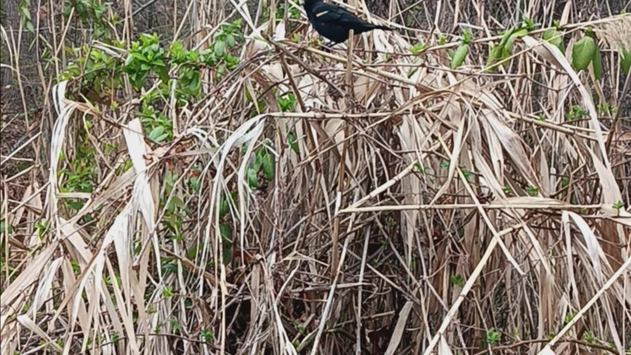 Blackbird kissena