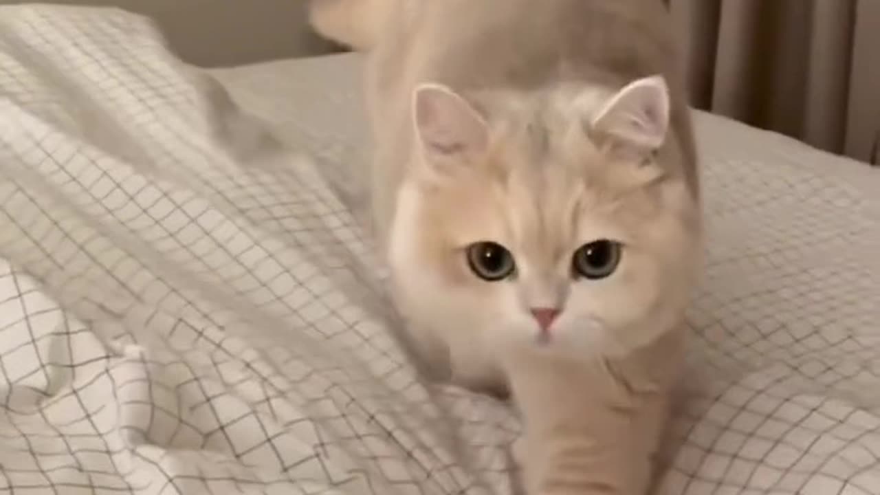 Cat funny