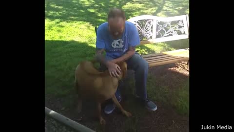 Funny dog