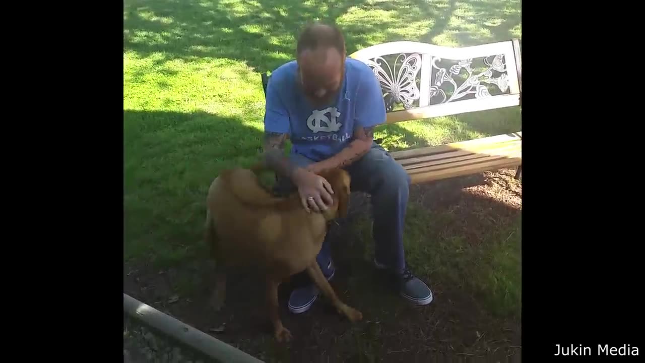 Funny dog