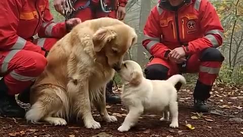 A Retriever Pup Led Rescuers to Save Its Mom