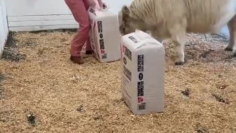 😂 Cow's Bedtime Routine is TOO Relatable 🚫🐮 Cow's bedtime routine..🐄😍 | FunFM