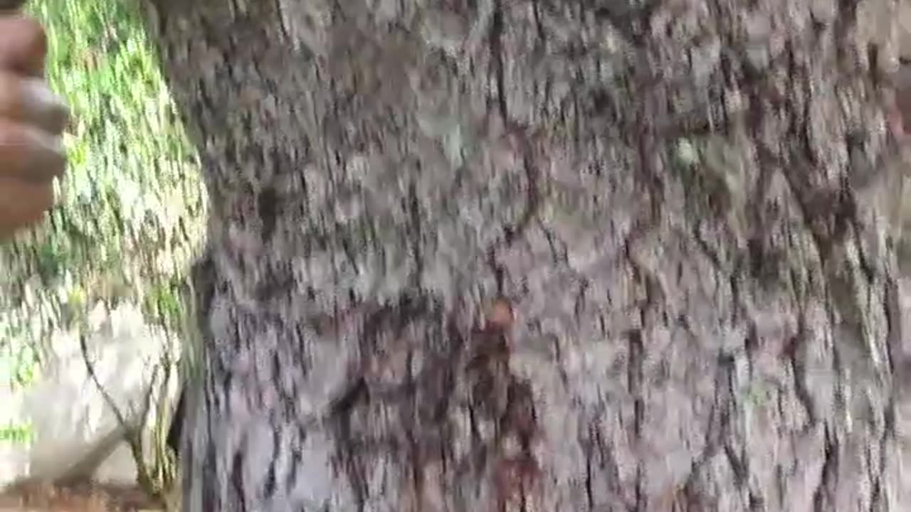 Baby Bird Drama part 2