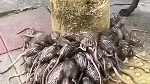 This is what happens to Rats During Rain