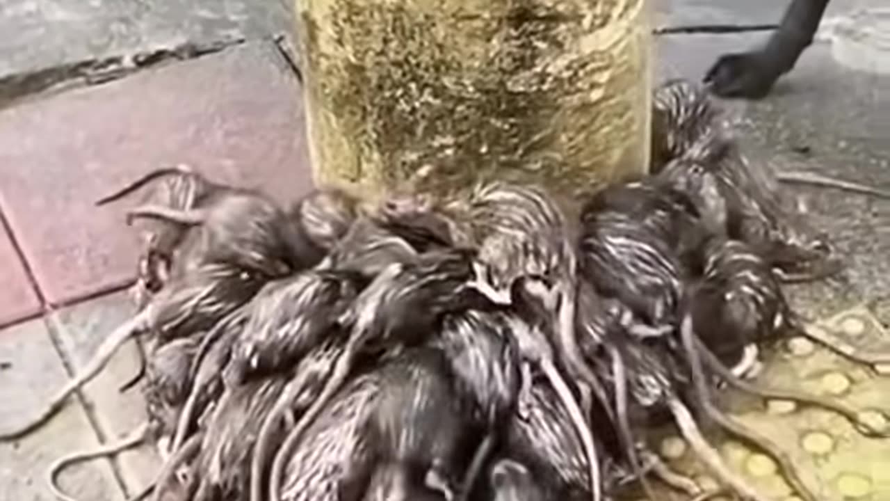 This is what happens to Rats During Rain