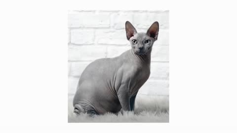 Munchkin Cats 101: Short Legs, Big Personality! 🐱 Adorable Breed Guide #MunchkinCat