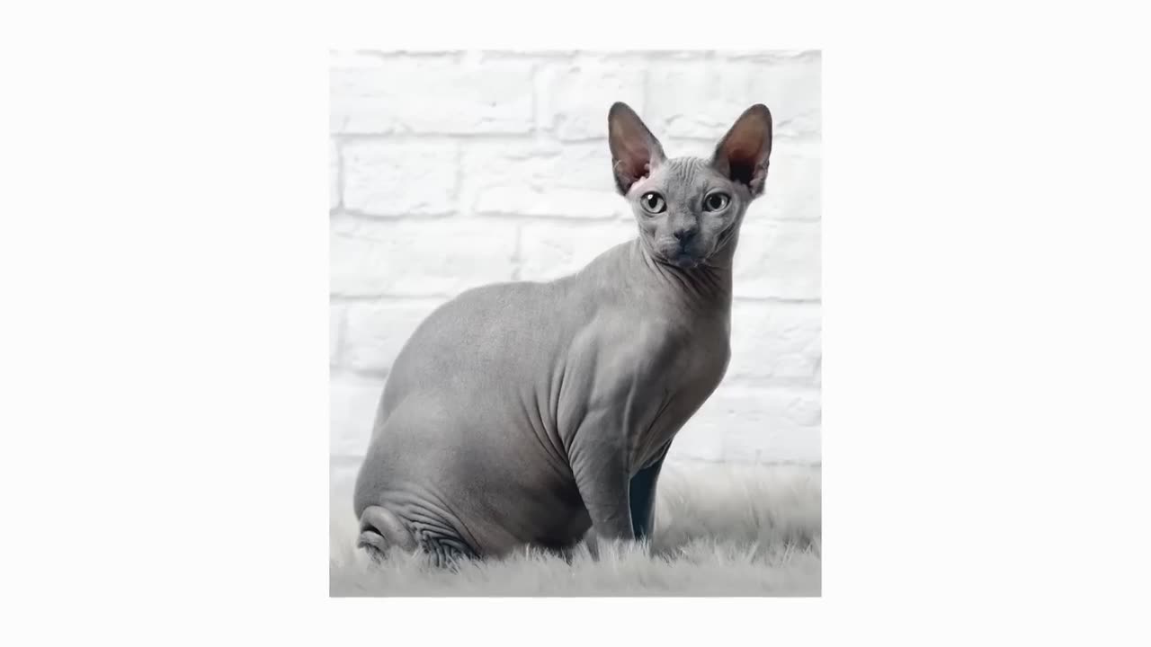 Munchkin Cats 101: Short Legs, Big Personality! 🐱 Adorable Breed Guide #MunchkinCat