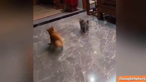 Try not to laugh funniest animals 😂🐶🐱