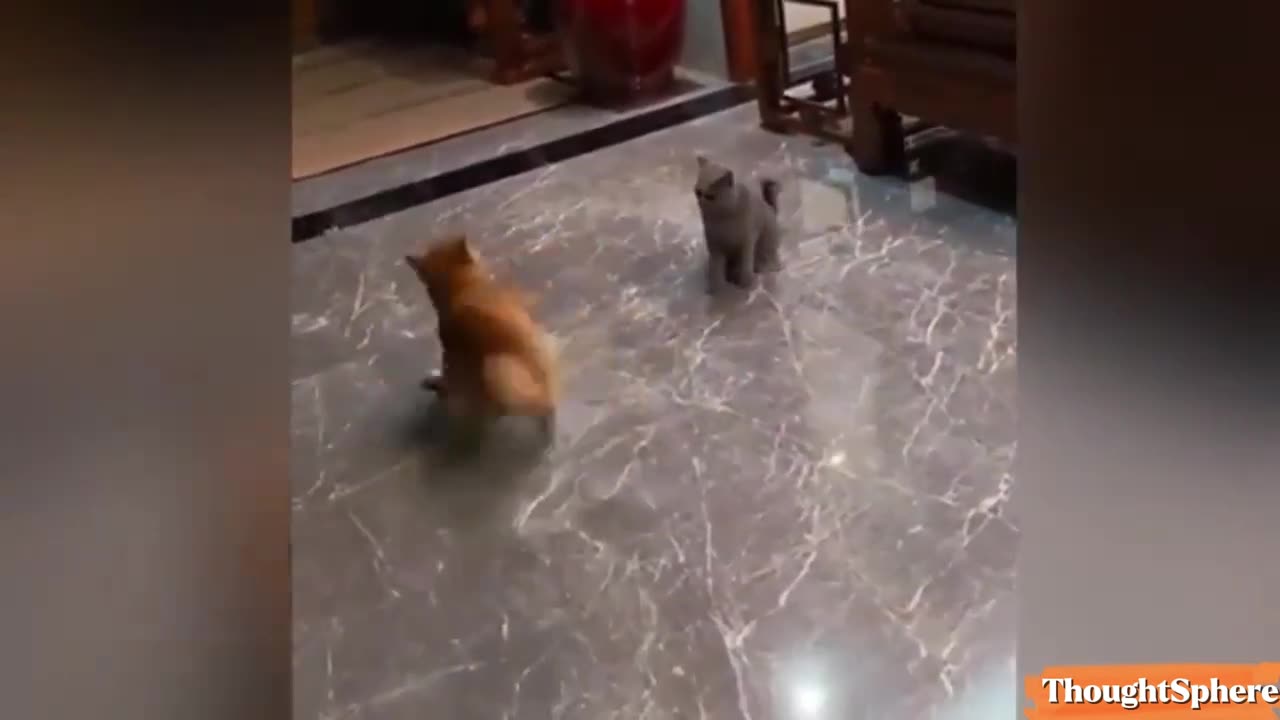 Try not to laugh funniest animals 😂🐶🐱