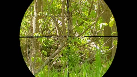 Scope Cam Chipmunk Hunting! Memorial Day Weekend Pest Hunt 2025