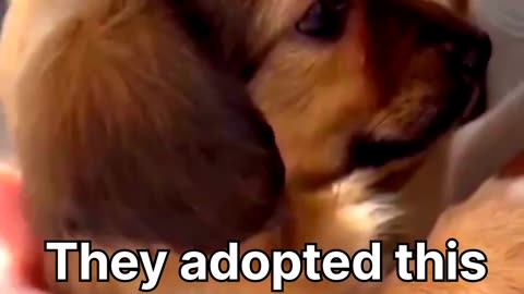 They adopted this dog and this was his reaction he felt safe and loved for the first time