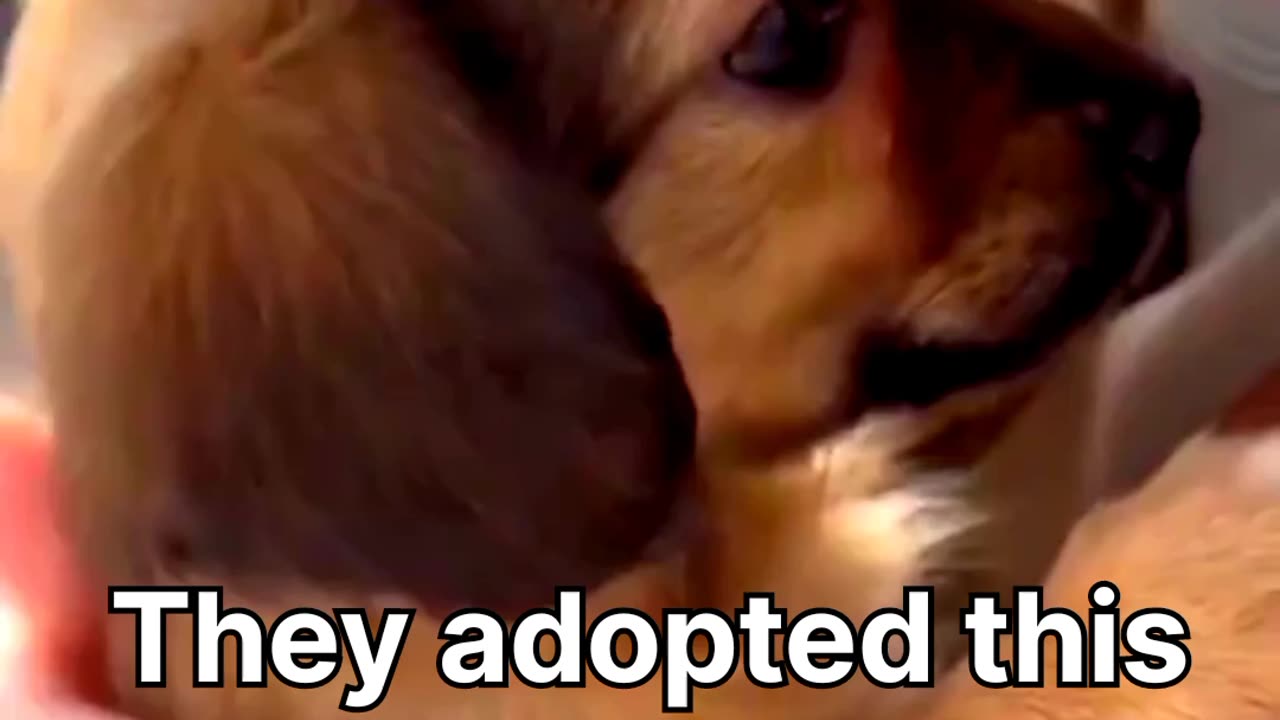They adopted this dog and this was his reaction he felt safe and loved for the first time