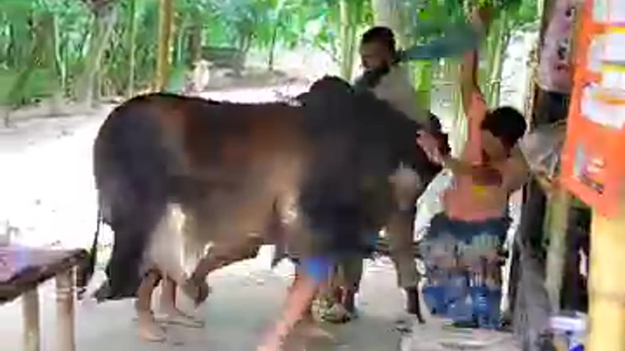 Funny Cow 🤣🤭