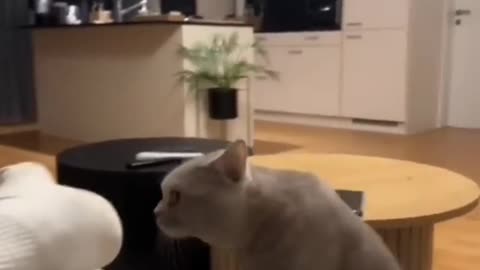 Most funny dog🐕 & cat🐈
