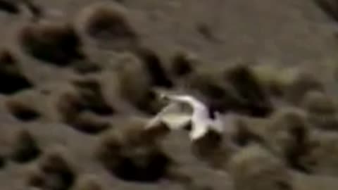 goose