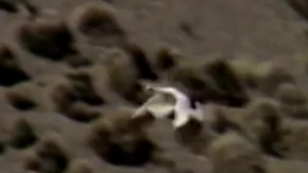 goose