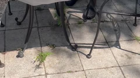 They go Nuts for KFC
