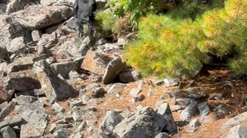 Dogs Got Eyes on the Swimming Bear