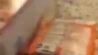 Bioengineered Foods| Toxic Death Traps