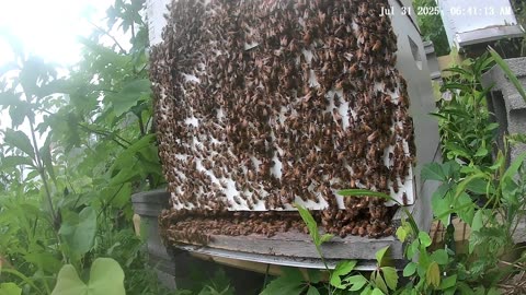 Bees on a Thursday Morning at Sunrise