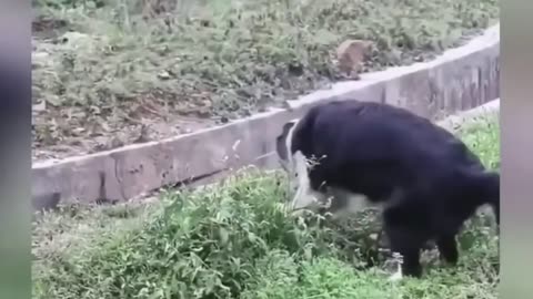 funny video